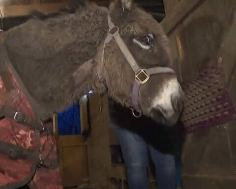 Multiple crews rescue donkey from frozen pond