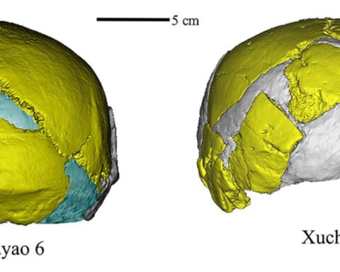 Fossils found in China may add a new branch to the human family tree