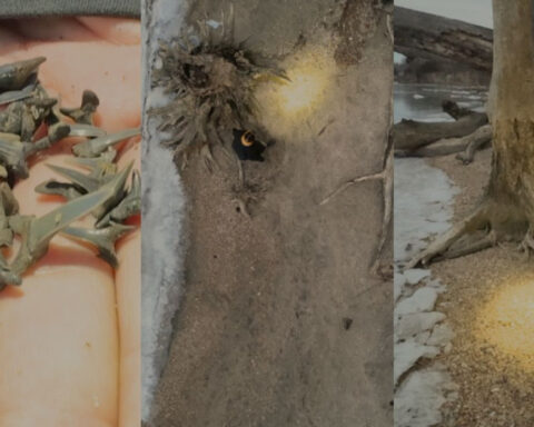 This woman is living every 10 year old's dream - fossil hunting