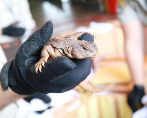 Global wildlife trade is an enormous market – the US imports billions of animals from nearly 30,000 species