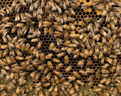 Tiny QR codes help scientists track bee movements