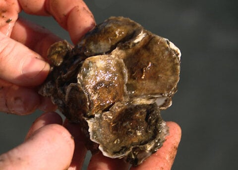 Oyster planting to resume at critical reef near site of Key Bridge collapse