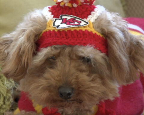 Woman crochets Chiefs-themed hats designed for furry friends