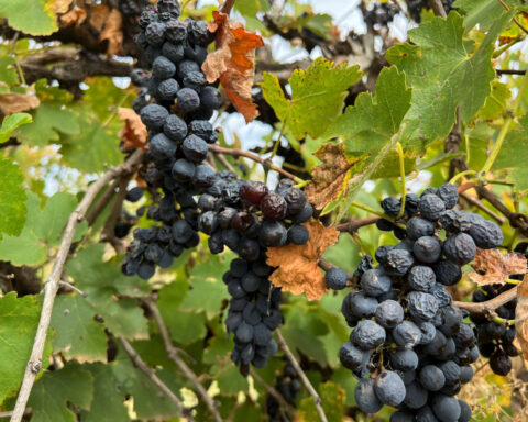 Falling consumption threatens Australia's wine export rebound, industry body says