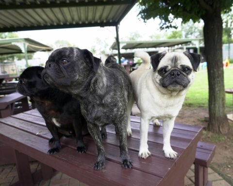 Pug life: A South African woman has rescued more than 2,500 of the lovable 'clowns of the dog world'