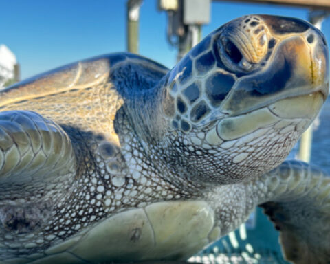 More than 1,200 cold-stunned sea turtles rescued last week along Florida’s northern coast