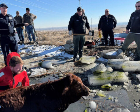 Pueblo County Sheriff's Office rescues cows that fell through ice on frozen pond