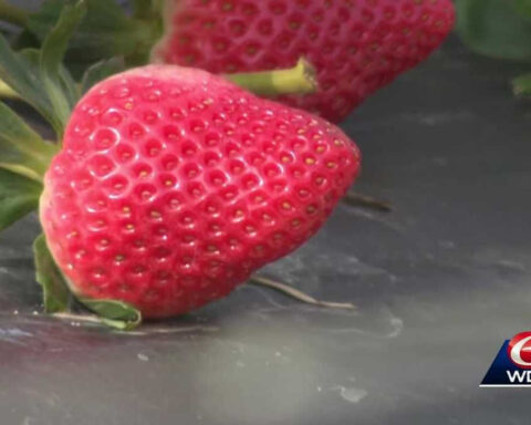 Strawberry farmers bounce back after historic snowstorm