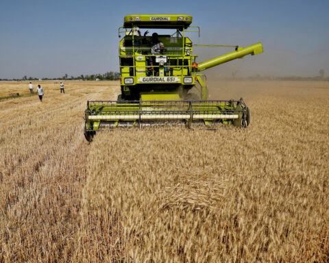 India braces for warmer February, wheat crop at risk, sources say
