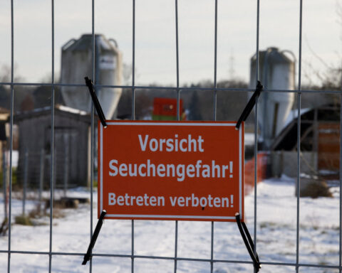 Morocco stops German feed grain imports over foot-and-mouth disease