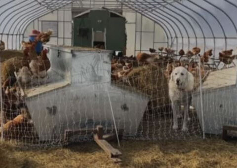 Rising bird flu cases force changes on Massachusetts farms