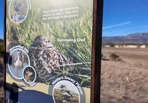 Displaced by the L.A. fires, a burrowing owl finds a new home