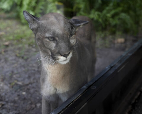 Many animals and plants are losing their genetic diversity, making them more vulnerable