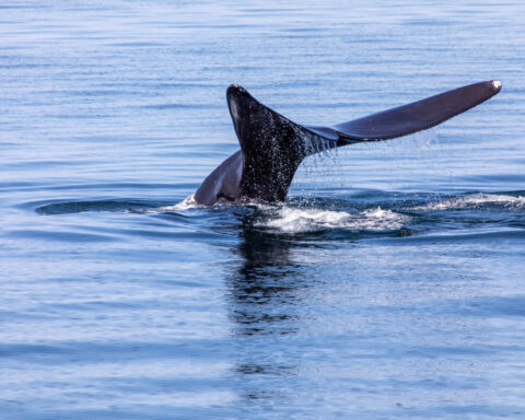 Massachusetts lobster fishing limits to protect whales restored by appeals court