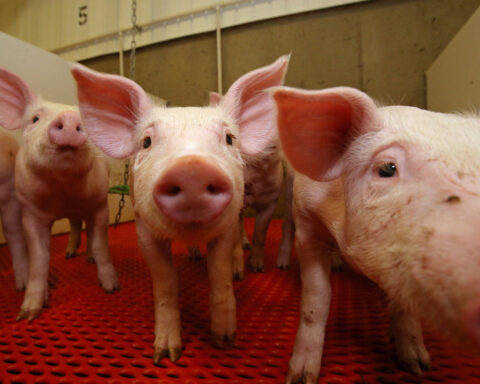 Facing Trump tariffs on piglets and crops, Canadian farmers revise sales plans