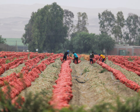 Peru targets $40 billion in agricultural exports by 2040