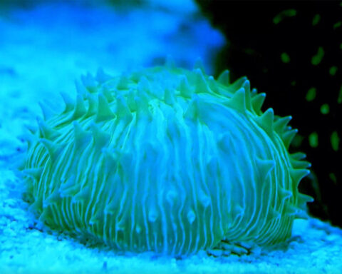 ‘Walking’ coral moves like jellyfish toward blue light, new study finds