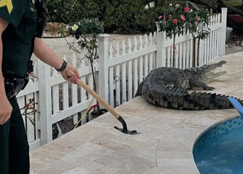 Video shows sergeant using shovel to scoot crocodile away from pool