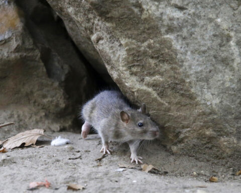 Rats! More rodents are infesting cities as scientists say warmer temperatures mean more rat babies