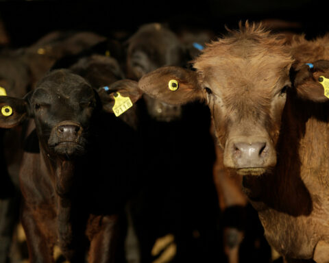 US will allow Mexican cattle imports to resume, says Mexican minister