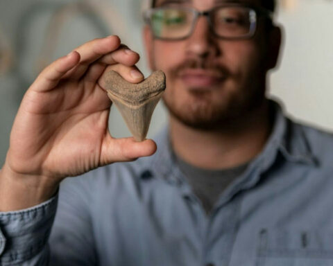 Fossil shark teeth are abundant and can date the past in a unique way
