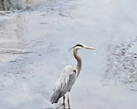 Injured Blue Heron inspires community creek clean-up