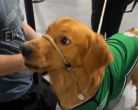 Meet Charlie, the 'goodest' Florida Everblades fan