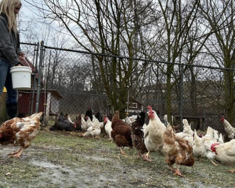 Farm that lost 2,000 chickens to bird flu taking extra steps to protect flock