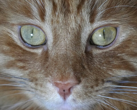 Cats won't be banned in Scotland, the government confirms