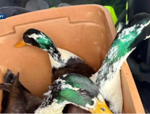 Campton Police Department finds abandoned ducks a new home on a nearby farm
