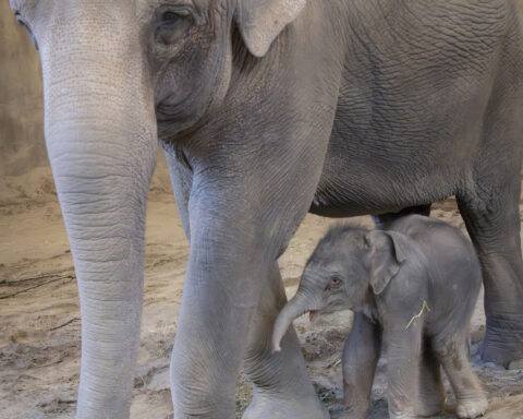 The Oregon Zoo welcomes a new baby elephant