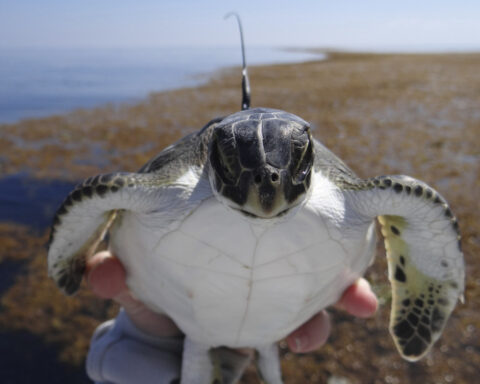 Scientists solve the mystery of sea turtles' 'lost years'