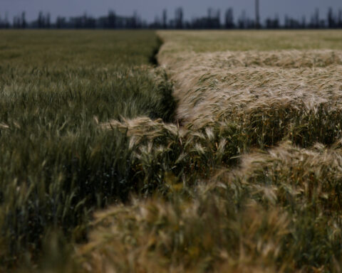 Prolonged lack of rain threatens Ukraine's crops, scientists say