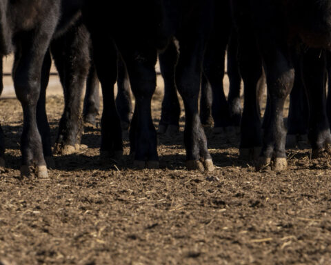 New bird flu infections in Nevada dairy cattle signal the virus may be here to stay
