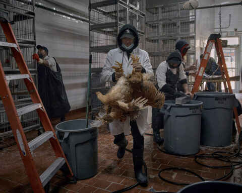Race to sell chickens after New York City live poultry markets ordered shut due to avian flu