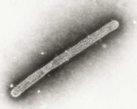 Bird flu variant found in Nevada cows shows signs of adaptation to mammals