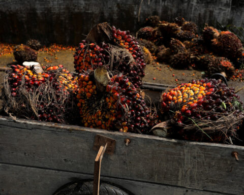 Malaysia palm oil output resilient despite flood disruption, says MPOB