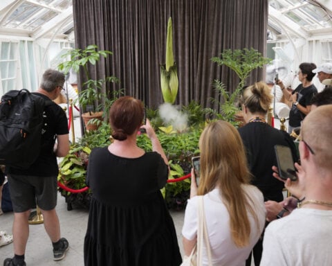 Australia holds its nose for its 3rd rancid bloom of a rare corpse plant in 3 months