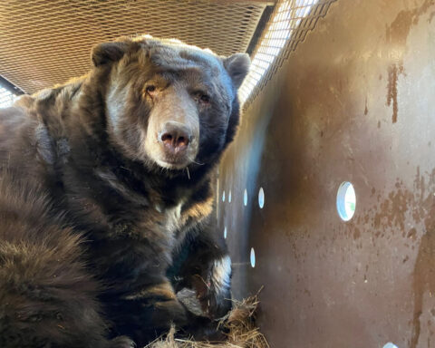 California man finds 525-pound animal under his home after Los Angeles fires. The bear goes by Barry