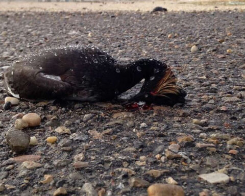 As many as 25,000 grebes killed by bird flu within Great Salt Lake, Utah officials say