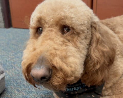 Winston the dog helps educator win National School Counselor of the Year