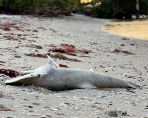 Thousands of dead fish wash ashore around Fort Myers Beach as Red Tide alert is issued