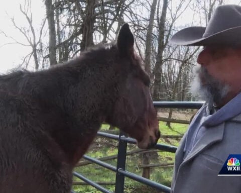 Mules that helped deliver Helene disaster relief to western North Carolina killed in tragic accident