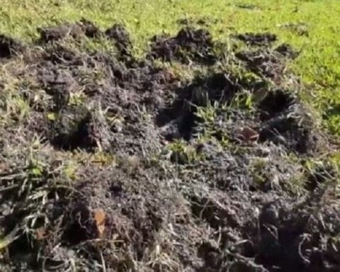 Feral hogs caught on camera in PGA National