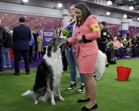 Double-duty dogs at Westminster Dog Show aid victims of LA fires, war