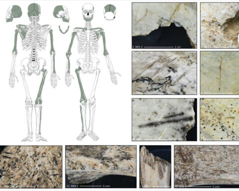 Early Europeans may have eaten their enemies’ brains, archaeologists say