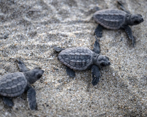 Sea turtles ‘dance’ when their superpower leads them to food