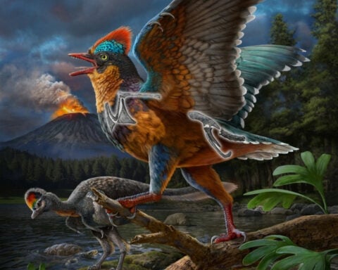 Jurassic fossil from China rewrites history of bird evolution