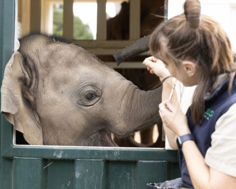 Elephants trumpet, squeak and flap their ears after their complex move across an Australian city