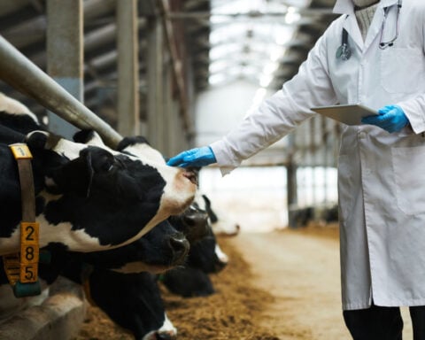 Bird flu infections went undetected in veterinarians, CDC study shows